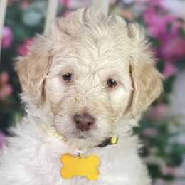 Labradoodles from Secret Society Exotics