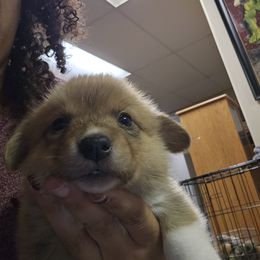 Winnifred - Red female Pembroke Welsh Corgi puppy in Prophetstown, Illinois from Havaheart Corgis