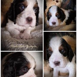 Boy 4 'Ruger' - Liver white and tan male English Springer Spaniel puppy in Silverdale, Washington from TimberVale Springers