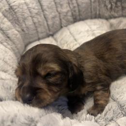1st Born Brindle - Brindle male Dachshund puppy in Rochester, Washington from Curtiss Dachshunds