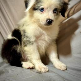 Blue male - Blue merle male Miniature Australian Shepherd puppy in Lemon Cove, California from Magic Ranch Mini Aussies