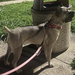 Cane Corso, French Bulldogs, and Olde English Bulldogges from Mastiff Family