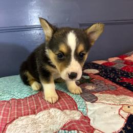 Pretty girl - Black and tan female Pembroke Welsh Corgi puppy in Vineland, New Jersey from Corgis at the Jersey Shore/Frenchie Connection