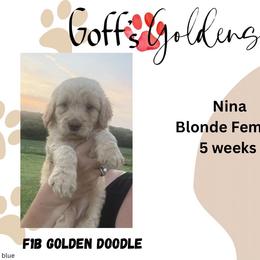 Nina - Cream female Goldendoodle puppy in Falls City, Nebraska from Goff’s Goldens