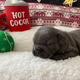 French Bulldog Puppies from Rock N Franchise