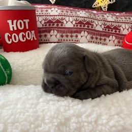 French Bulldog Puppies from Rock N Franchise