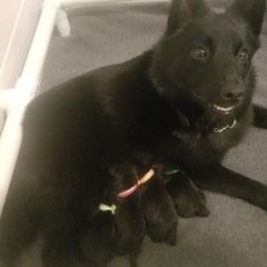 Schipperke Puppies from Lori O'Neil