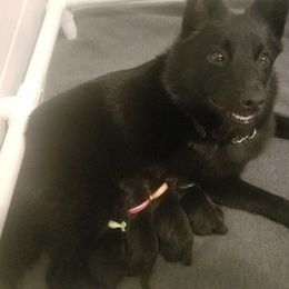 Schipperke Puppies from Lori O'Neil
