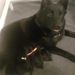 Schipperke Puppies from Lori O'Neil