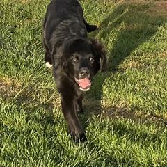 Female - female Golden Mountain Dog puppy in Tacoma, Washington from Canyon Meadows Farm