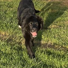Female - female Golden Mountain Dog puppy in Tacoma, Washington from Canyon Meadows Farm