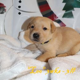 Labrador Retriever Puppies from Rainy Lake Labrador Retrievers