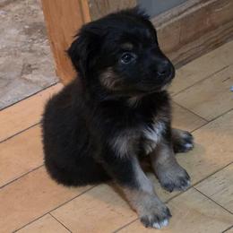 Rogue - Black tri-color male Australian Shepherd puppy in Solon, Maine from Mountain Range Australian Shepherds