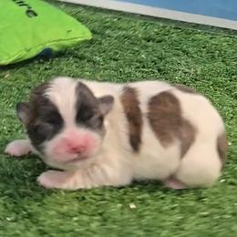 Elaine - Black gold and white female Mal-Shi puppy in Aurora, Missouri from KnJ Precious Paws LLC
