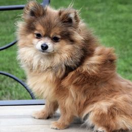 Cher - Pomeranian