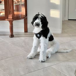 Goldendoodle Puppies from Lover Dover Doodles