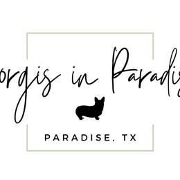 Pembroke Welsh Corgis from Corgis in Paradise