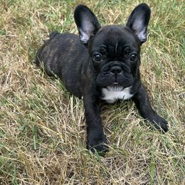 Black and Tan Coonhound and French Bulldog Puppies from Kalan Kennel