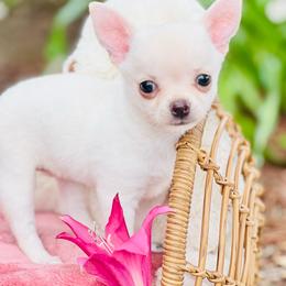 Amelia Rose - Cream and white female Chihuahua puppy in Oviedo, Florida from ROYALCHIHUAHUAPUPPY