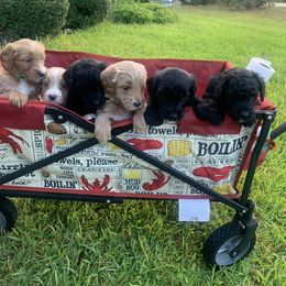 Goldendoodle Puppies from Drea’s Doodles