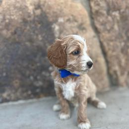 Blue - Parti male Goldendoodle puppy in Casper, Wyoming from 307 Doodles