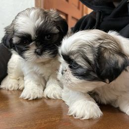 Shih Tzus from Shihtzu