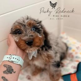 Decker - Blue merle male Aussiedoodle puppy in Colorado Springs, Colorado from Pesky Redneck Mini Ranch