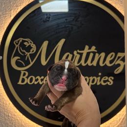 Boy 2 - Fawn male Boxer puppy in Orlando, Florida from Martinez AKC Boxers of Central Florida