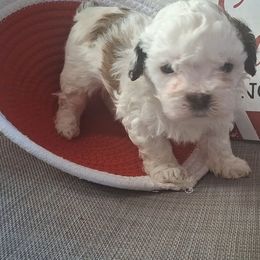 Boy 2 - Black and white male Shih Tzu puppy in Montrose, Colorado from Gnomies Furry Friends