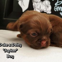 Great Dane and Shih Tzu Puppies from Empire Royalty and Majestic Dane
