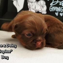 Great Dane and Shih Tzu Puppies from Empire Royalty and Majestic Dane
