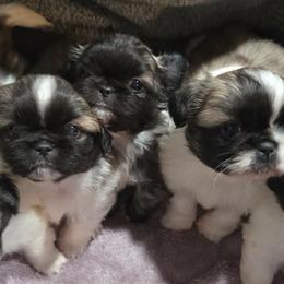 Pekingese puppies from Sweet Pekes
