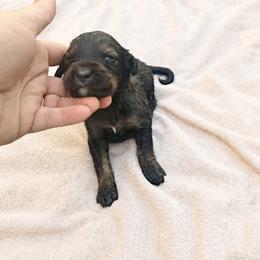 Cream boy 1950 - Chocolate merle male Bernedoodle puppy in Lafayette, Alabama from Williams Lake Kennels