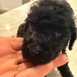 Akc female yellow ribbon - Phantom female Poodle puppy in Dade City, Florida from Oodles of poodles LLC.