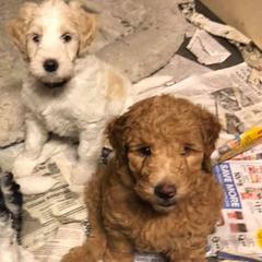 Whoodles from East Tennessee Whoodles