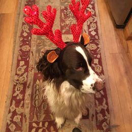 English Springer Spaniel All Grown Up from Cedarhome Springers
