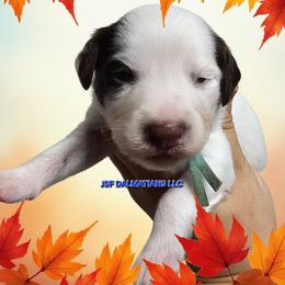 Liver longcoat boy - White and liver brown male Dalmatian puppy in Conrath, Wisconsin from JSF Dalmatians LLC
