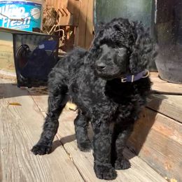 Poodle Puppies from Casey's AKC Standard Poodles
