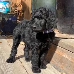 Poodle Puppies from Casey's AKC Standard Poodles