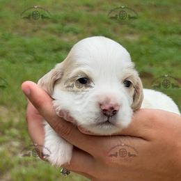 Mr. Green-2800 - Dapple male Dachshund puppy in Ocala/Gainesville, Florida from From the Heart Doxies