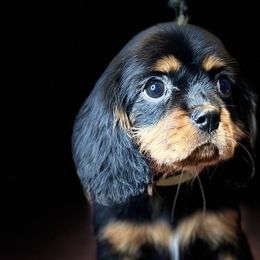 Cavalier King Charles Spaniels from The Furry Godmother Cavaliers
