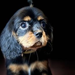 Cavalier King Charles Spaniels from The Furry Godmother Cavaliers