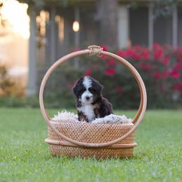 Boudin - Tri-color male Bernedoodle puppy in Denham Springs, Louisiana from GimiPup Doodles