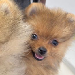 Bailey - Orange sable female Pomeranian puppy in Clovis, California from Netzi Poms
