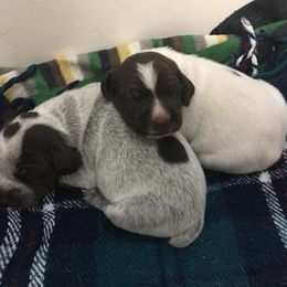 German Shorthaired Pointer Puppies from Coleman Creek Kennel