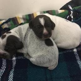 German Shorthaired Pointer Puppies from Coleman Creek Kennel