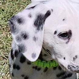 Dalmatians from Hidden Valley Ranch