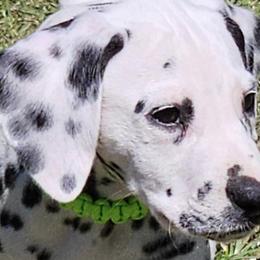 Dalmatians from Hidden Valley Ranch