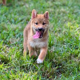 Tozowa - Red male Shiba Inu puppy in Houston, Texas from Sakura Blossom Shibas