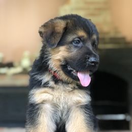 German Shepherd Puppies from Zwinger vom Schneider Wald